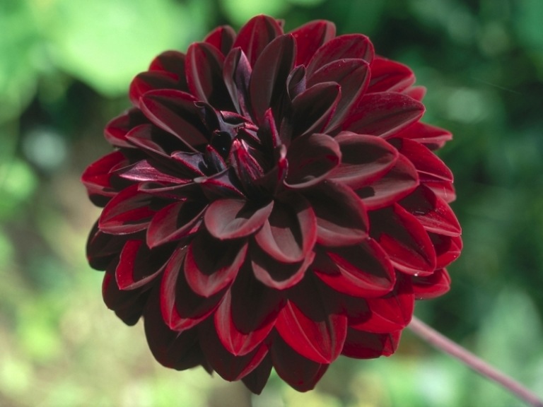 Dahlia s tmavočervenými kvetmi Dahlia-odroda-rastlín-tmavo-červená-arabská-noc