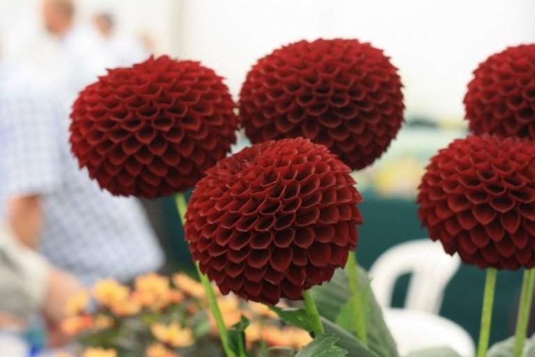 Odroda dahlia červenej Pom Pom do odľahlej záhrady Dahlia-rastliny-červené-kvety-kultivar-pop-pom