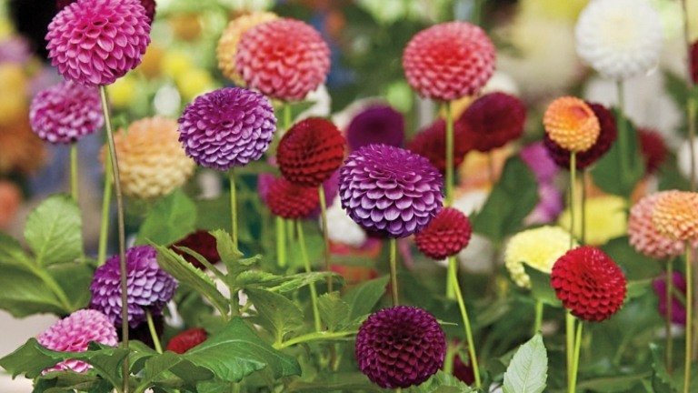 Výsadba georgín - krásna kvetina Rastliny georgín ružovo-purpurovo-oranžové