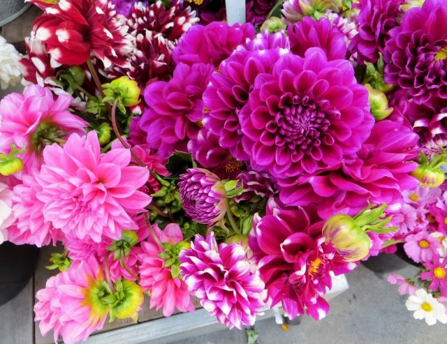 georgíny letné kvitnúce purpurové odrody tipy starostlivosť o rastliny