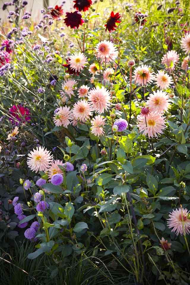 dahlia tipy výsadba starostlivosť záhrada svetlo ružová