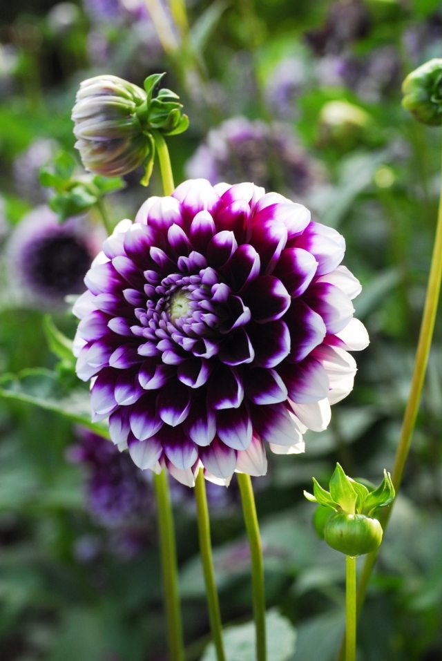 dahlia tipy starostlivosť o rastliny purpur biely kvet