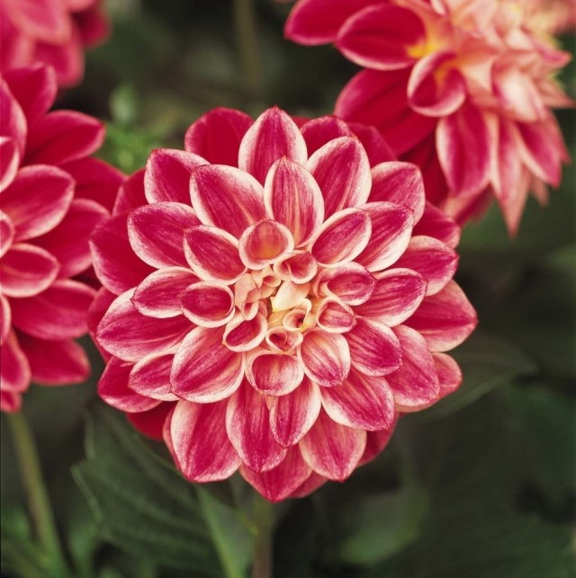 dahlia tipy výsadba záhrady Dahlietta Louise