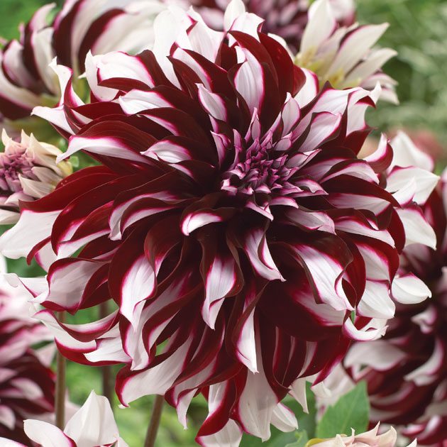 Odrody georgín farby červená biela Tartan Giant