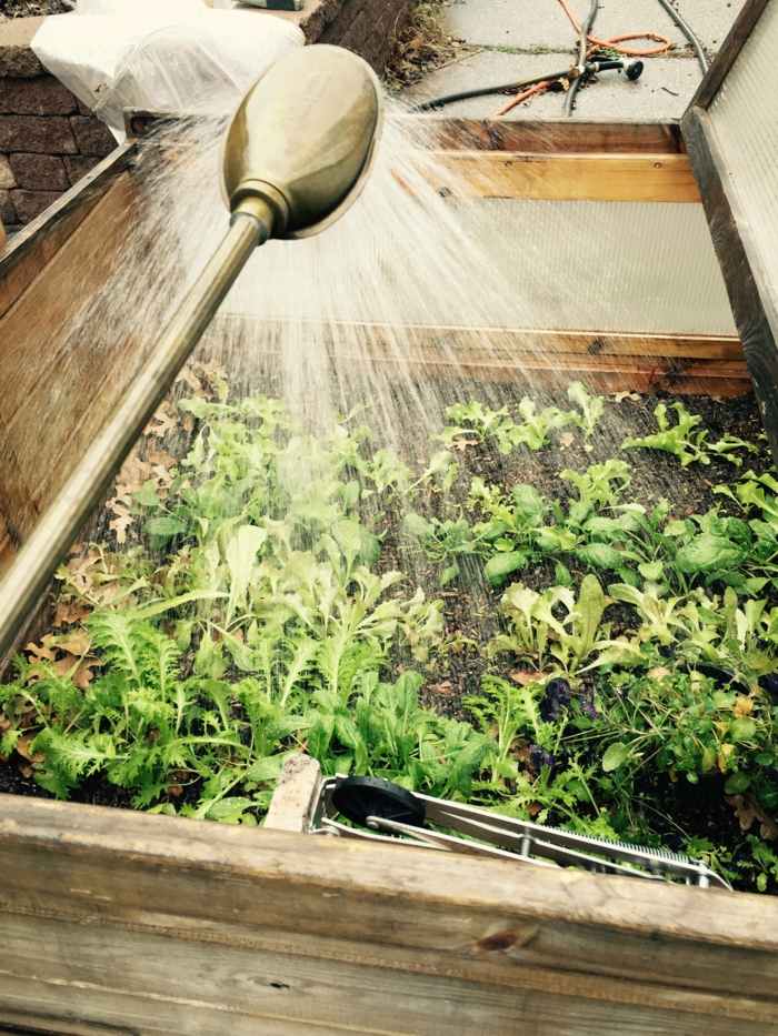 Studený rám musí byť tiež napojený rastliny jarný záhon zalievanie voda zálievka tipy na starostlivosť o záhradu