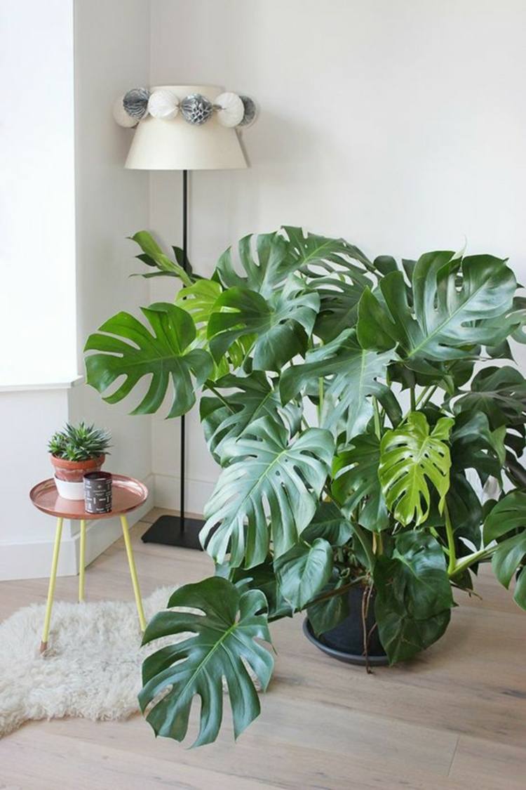 list monstera trend-rastlina-dizajn-škandinávsky-interiér