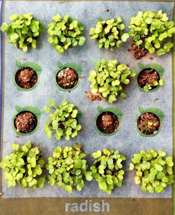 reďkovka oddelenie nourishmat mini záhradka pre zdravé stravovanie