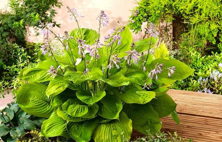 Funkie Hosta pre úplné slnko a látku