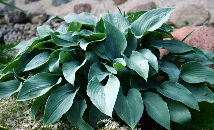 hosta halcyon slnko