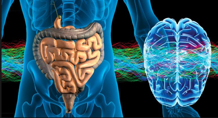 spoločne žalúdok ako druhý mozog hrá dôležitú úlohu pri cukrovke