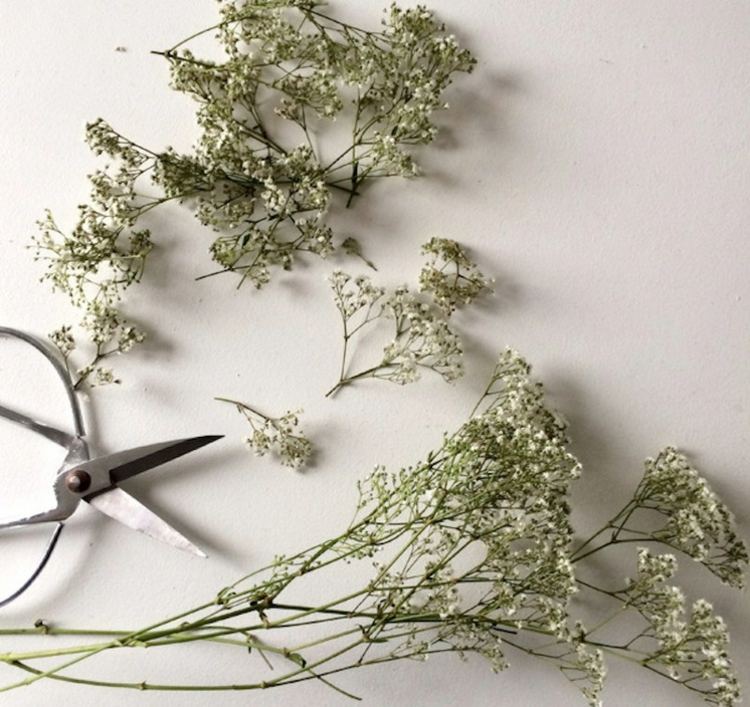 Na dekoráciu gypsomilkou potrebujete iba biele kvety gypsophila aranžovať kytice listy nožnice biele kvety