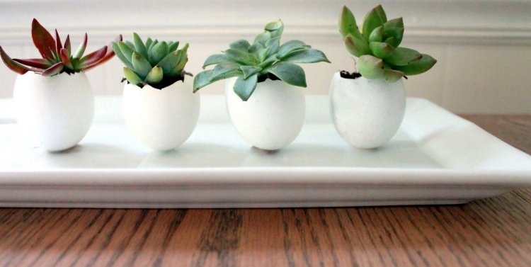 dekorácia-sukulenty-vnútri-zvonka-škrupina-biela-tanier-malá-malá