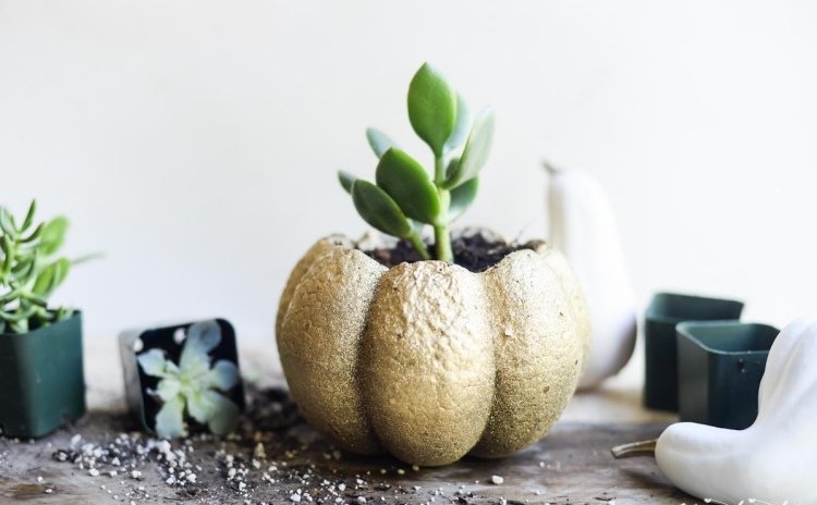 deco-sukulenty-zvnútra-zvonka-tekvica-piesok-zemina-pozlátená-rastlina