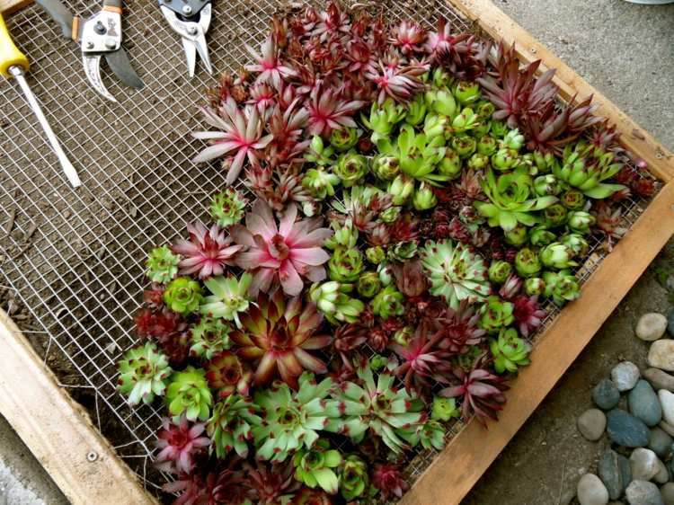 DIY crafting tip vertikálne záhradné sukulenty rámová sieťovina