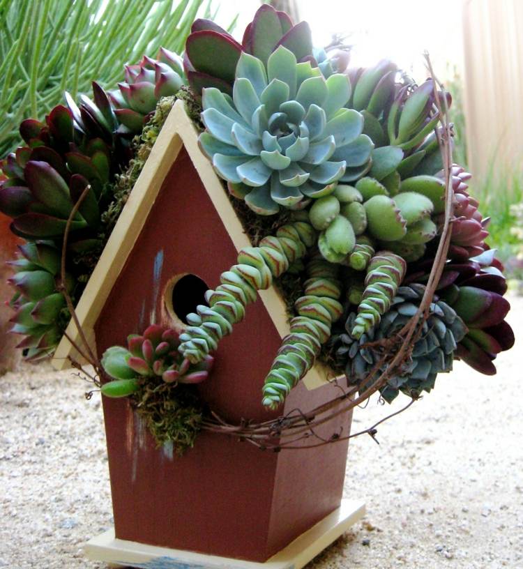 vtáčia búdka strecha sukulenty dekorácia nápad záhrada príroda