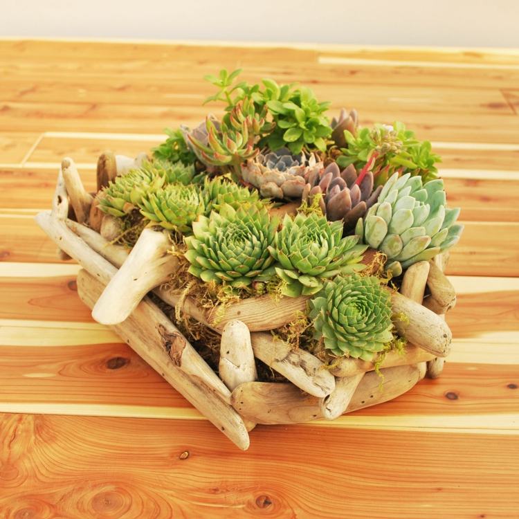 driftwood frame kvetináč DIY nápad dekorácia zo sukulentov