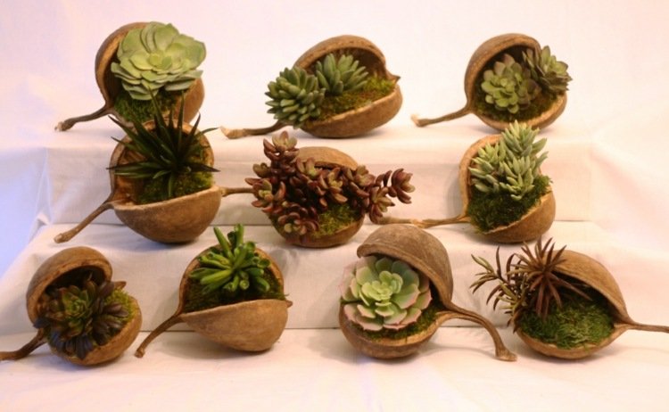 orech buddha chlpatý kvetináč nápad nápad na darček sukulentný mach