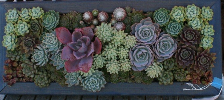 aranžmán nápad sukulenty druhy kvetinový box kutilská dekorácia