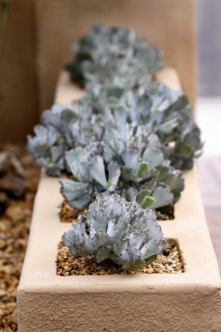 Tehlová ozdoba kvetináča nápad modrošedé sukulentné rastliny