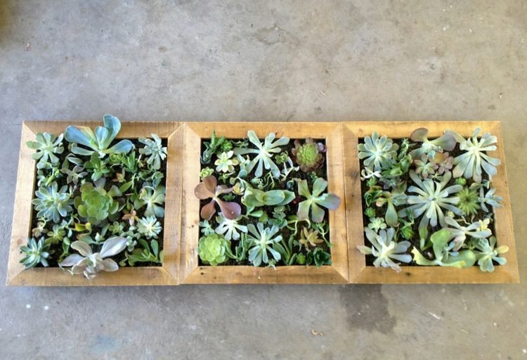 nástenná dekorácia zo sukulentov rám drevo vertikálne