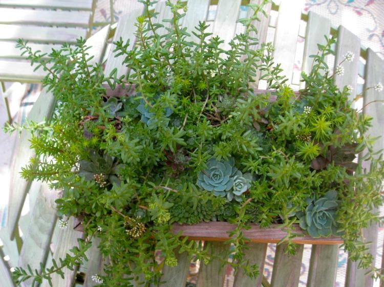 Bujný mini záhradný kvetinový box hlinené sukulentné rastliny