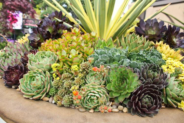 hlinené črepníkové rastliny sukulenty druhová stimulácia graeser