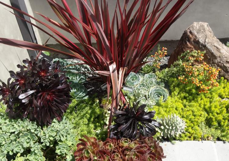 dizajn skalnej záhrady sukulenty rastliny exotický púštny vzhľad