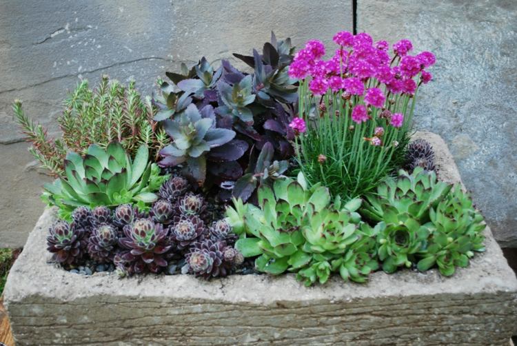 kamenný betón kvetináč tvar šťavnaté kvety aranžovať