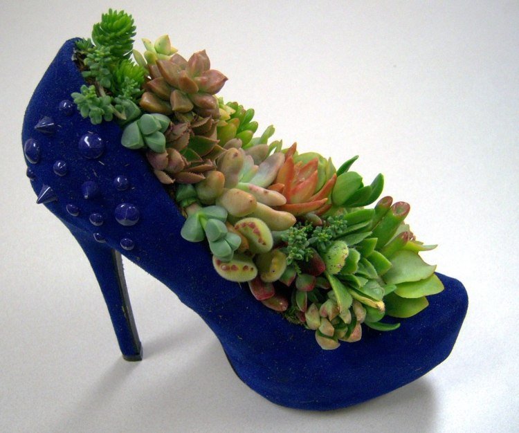 modrá ozdoba kvetináča na opätku obuvi vyrobená zo sukulentov