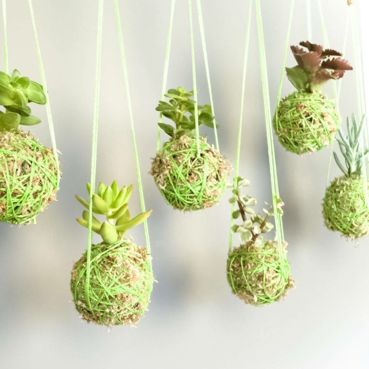 reťazec guľa rastlina hrniec nápad originálne kyvadlo sukulenty deco