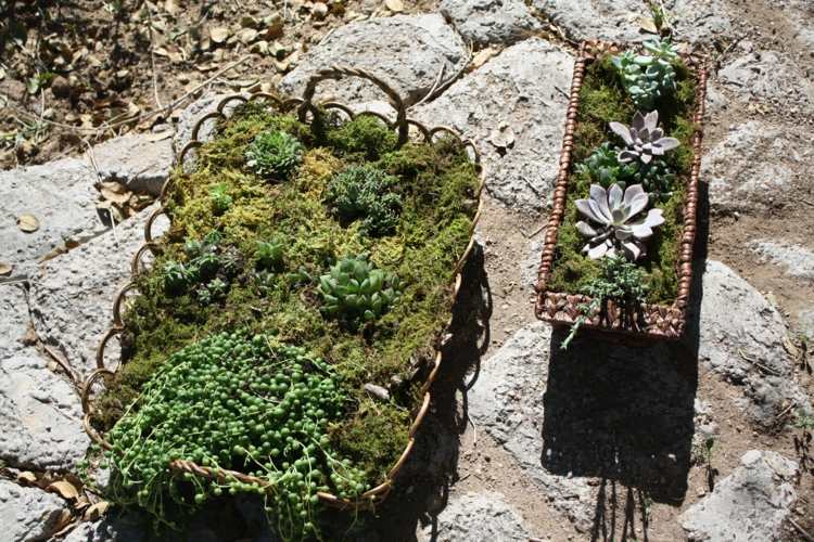 mach dekorácia sukulenty rastliny kôš nápad záhradný interiér