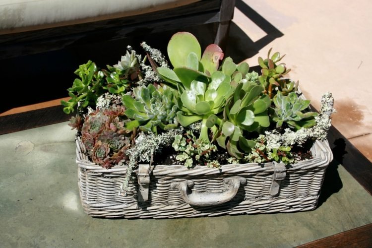 košík kufor dizajn nápad kvetináč ošumelá dekorácia zo sukulentov