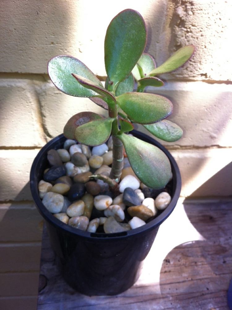 kamienky zem šťavnaté rastliny kvetináč plast