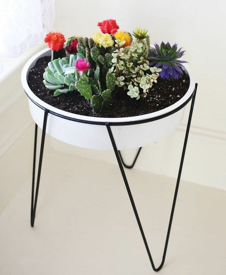 kaktusová výzdoba zo sukulentov vnútrozemie kvetov zeme