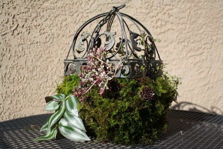 klietka zdobí machové sukulenty kované železné vinobranie listy