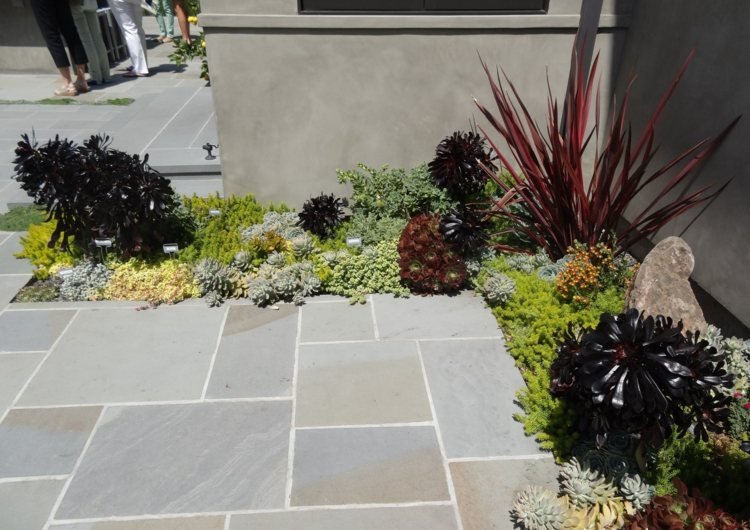 záhrada vyzdobiť sukulenty posteľ dom dlažba vonkajšie graeser