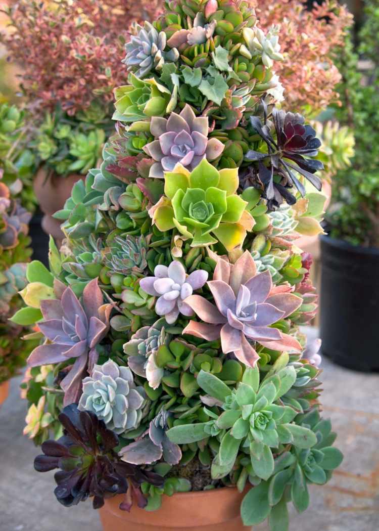 vežová výzdoba zo šťavnatých rastlín hlinený hrniec originálna inšpirácia