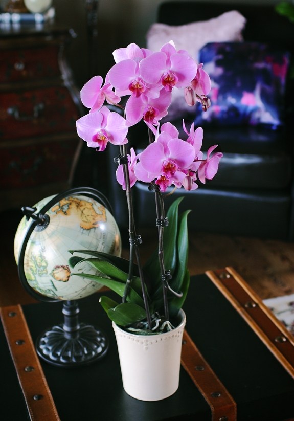 ružová orchidea tmavý ročník obývačka kvetináč čerstvý