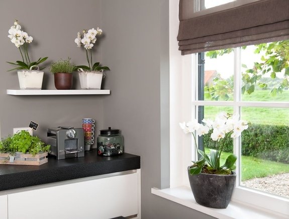 orchidea užívajte si denné svetlo kvety kvetináče kuchyňa domácnosť