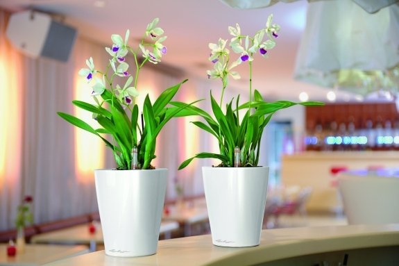 kuchynská sviežosť poznámka dať kvetináče orchidey