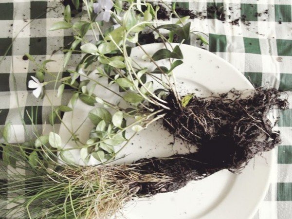 Rastúce závesné bonsaje-machové guličky sadenice-nápady na výsadbu