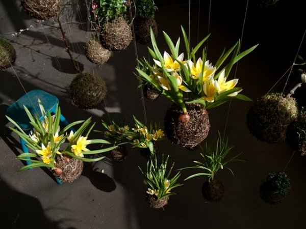 Vnútorná záhrada Kokedama-pestovaná machová guľa