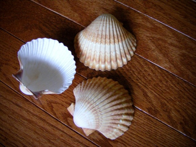 mušle musia napodobňovať drotárske sviečky držiak na mydlo