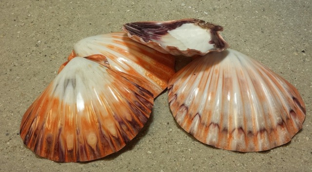 dekorácia z mušlí morský plážový piesok