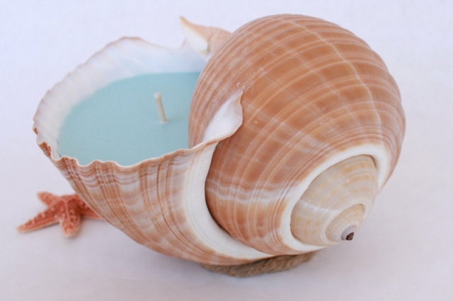 kutilská sviečka škrupina morský slimák more modrá