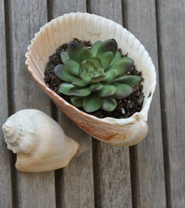 Mušlová dekorácia sukulentného kvetináča je rafinovaná