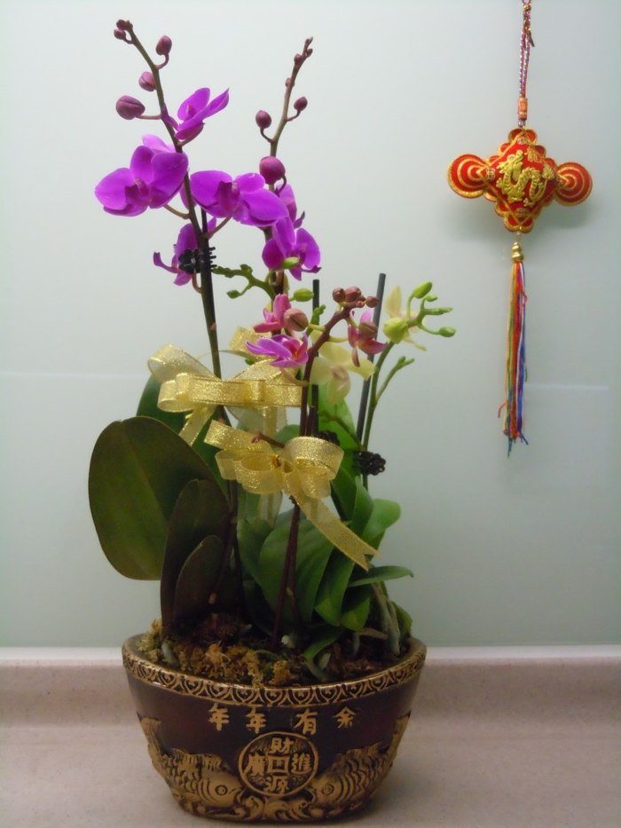 pekné usporiadanie s orchideami na chodbe Symbolika symbolizujúca dračí rok-kvetináč-s-orchideami