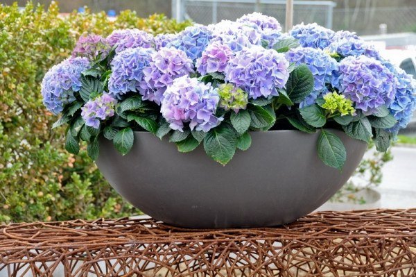 Kvetináč v tvare misky-metalický elegantný dizajn eternit