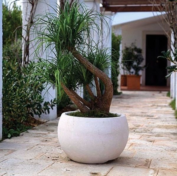 Malé mestské záhrady vytvárajú petra-DALIA v tvare misky