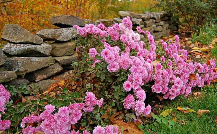 záhrada v jesennom dizajne kvetina-rastlina-tipy
